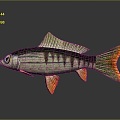 Catfish Carp Sturgeon Bass Freshwater Fish Various Carp Grass Carp Crucian Carp 3d model