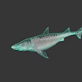Vibrant Pink Purple Spotted Shark On Dark Surface With Reflection 3d model
