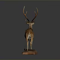 Stuffed Deer Taxidermy Mount With Antlers And White Spots On Wooden Display Base