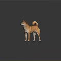Orange Brown Shiba Inu Standing With Curled Tail On Gray Background And Reflection On Surface
