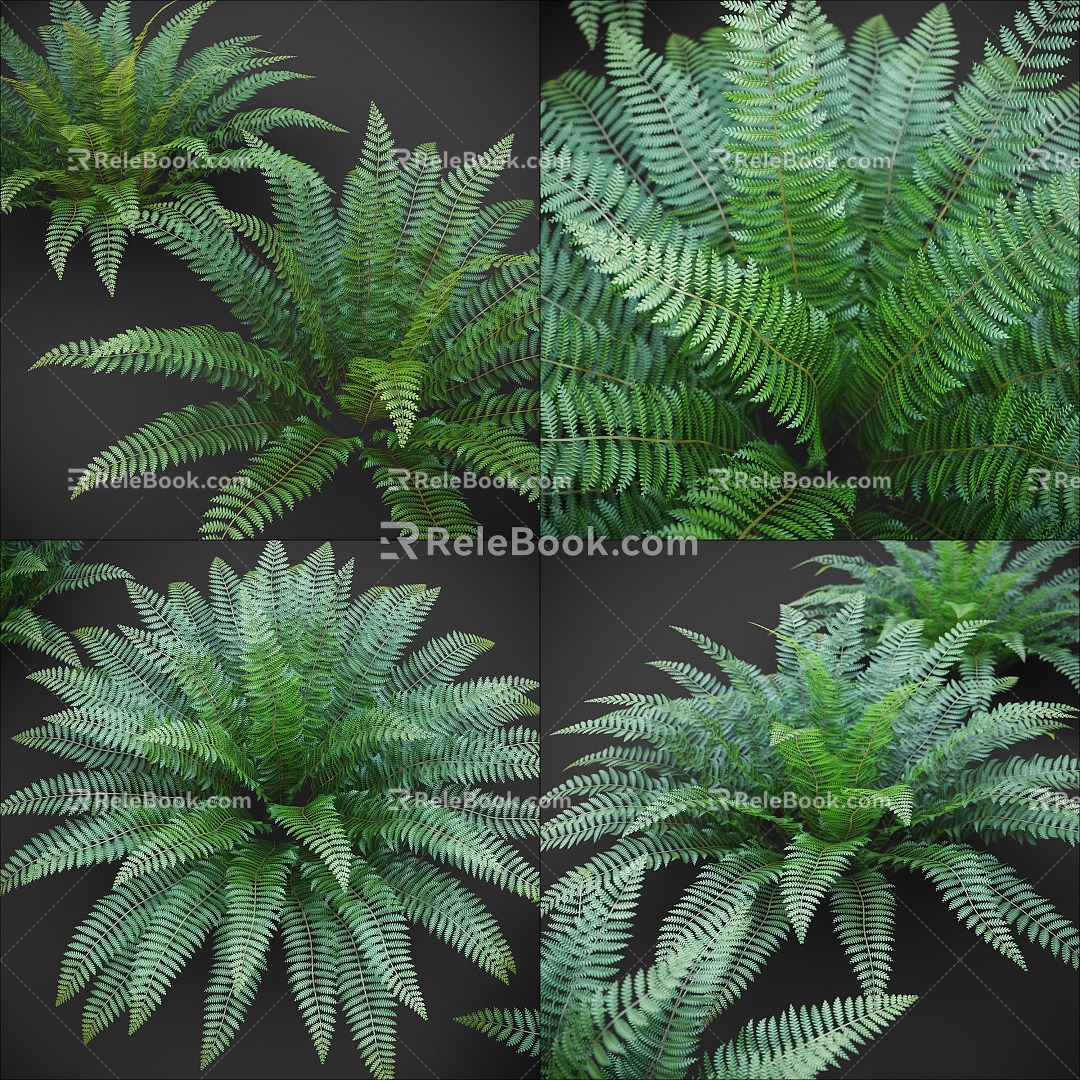 modern fern fern fern ostrich fern kidney fern assemblage fern tropical assemblage 3d model