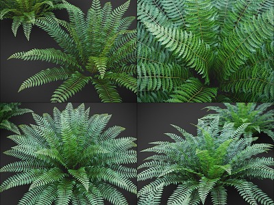 modern fern ostrich fern kidney fern assemblage fern tropical assemblage 3d model