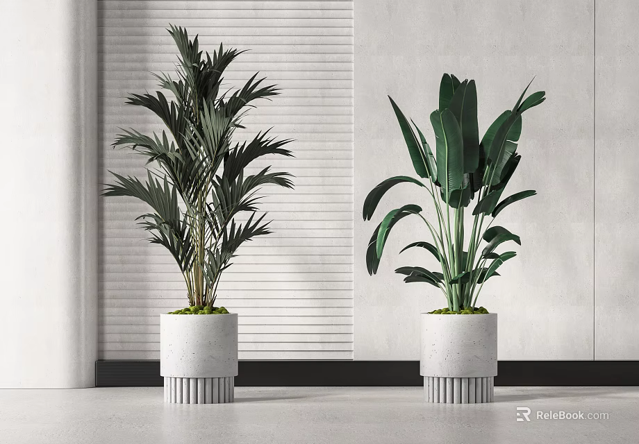 Indoor Potted Plants In White Concrete Pots With Lush Green Leaves For Modern Interior 3d model 