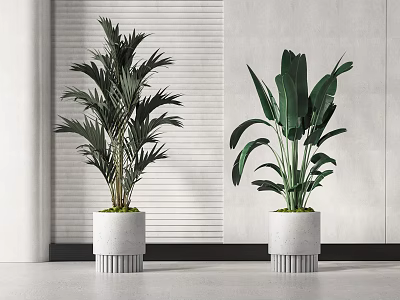 Indoor Potted Plants In White Concrete Pots With Lush Green Leaves For Modern Interior 3d model