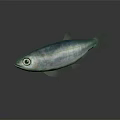 Silver Aquatic Fish With Large Eyes And Shiny Smooth Body Against Dark Background With Reflection