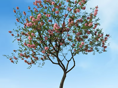 Tall Arbor Tree With Pink Blossoms Green Leaves Against Blue Sky 3d model