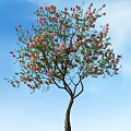 Tall Arbor Tree With Pink Blossoms Green Leaves Against Blue Sky