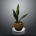 Green Plant With Long Leaves In Wicker Basket On Blue White Saucer Against Gray Background