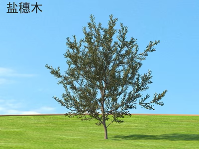 Halostachys Arbor With Dense Foliage Growing On Green Grassland Under Blue Sky 3d model