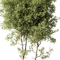 Two Lush Green Arbor Trees With Slender Trunks And Dense Foliage In Natural Landscape