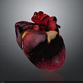Realistic Anatomical 3D Model Of Human Heart With Detailed Vascular Structure