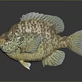 Colorful Fish With Shiny Scales Green Gold Brown 3D Rendered On Dark Background