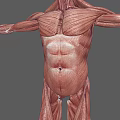 Detailed Human Muscle Organ Anatomy 3D Model Showing Full Body Structure