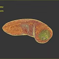 Fresh Red Chili Pepper With Green Inner Flesh On Dark Reflective Surface