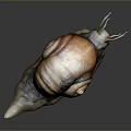 Orange Brown Spiral Shell Reptile Snail with Long Tentacles and Grey Background Reflection