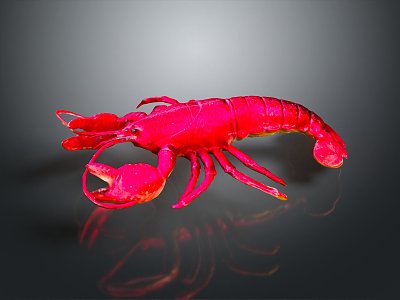 Australian rock lobster Macrobrachium prawn black and white lobster crayfish green lobster red crab shrimp European blue dragon 3d model