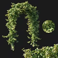 Vine Forming Arch With Lush Green Foliage And Close Up Details