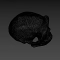 Ancient Human Skull Displayed Against Blue Background With Detailed Bone Structure