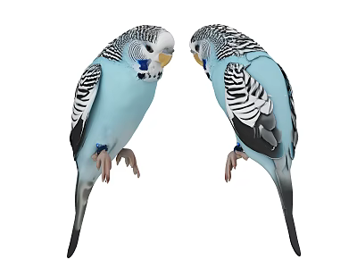 Two Blue Budgerigars Standing Face to Face With Black and White Striped Feathers 3d model