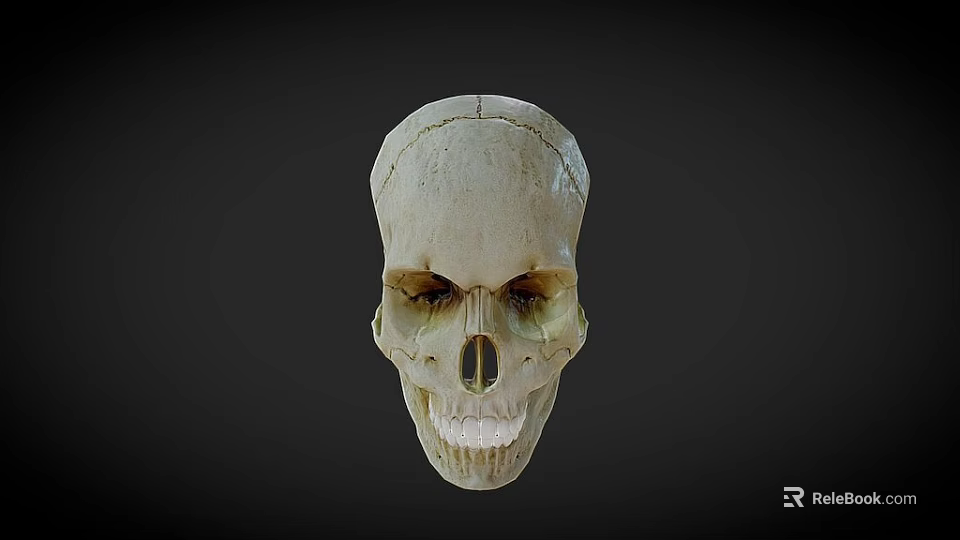 Detailed Human Skull 3D Render With Bone Color And Dark Background 3d model 