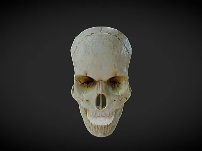 Detailed Human Skull 3D Render With Bone Color And Dark Background 3d model