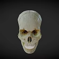 Detailed Human Skull 3D Render With Bone Color And Dark Background 3d model
