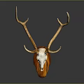High Quality Medical Device Anatomical Model with Deer Antlers and Skull Structure for Education