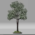 Tall Lush Arbor With Green Leaves Brown Trunk And Grass Base On White Background