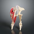 Detailed Human Anatomical Model Showing Skeleton Muscles Pelvic And Thigh Structures