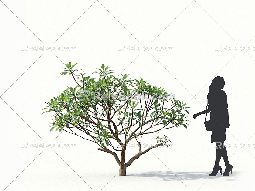 Egg flower Burmese Gardenia Oleander Apocynaceae Egg Yolk Flower Deciduous Small Tree Gardenia Big Seasonal Flower Greening Hedgerow Hedgerow Pruning Tree Landscaping 3d model