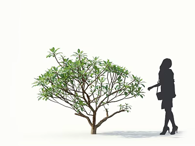 Tall Arbor With Lush Green Leaves And Female Silhouette Standing Nearby On White Background 3d model