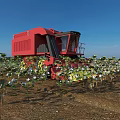 Red Combine Harvester Harvesting Cotton In Field With Lush Green Plants
