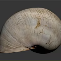 Sea Snail Natural Shell With Light Brown Striped Texture And Smooth Surface