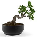 Artistic Bonsai Tree With Curved Trunk Lush Green Foliage And Exposed Roots In Black Pot