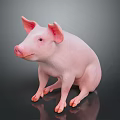 Pink Piglet Sitting With Ears And Hooves On Dark Reflective Background