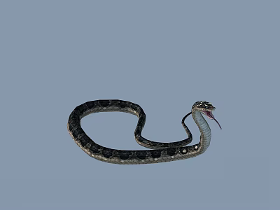 Gray And Black Reptile Snake With Coiled Body Open Mouth Extended Tongue 3d model