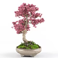 Beautiful Bonsai Potted Plant With Pink Flowers Twisted Trunk And Green Moss