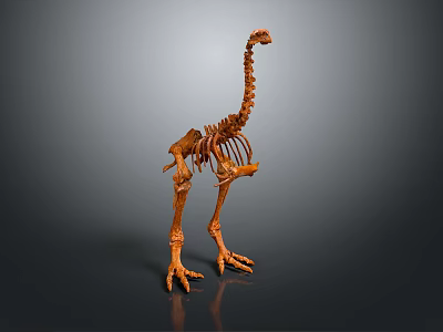 Detailed Brown Bird Skeleton With Long Neck Legs And Gray Reflective Background 3d model