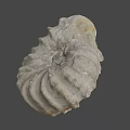 Detailed Ancient Ammonite Fossil With Spiral Shell Structure From Marine Habitat
