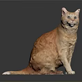 Orange Tabby Cat Sitting On Black Surface With Gray Background White Tail And Reflection 3d model