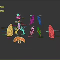 Human Internal Organs Anatomical 3D Model Illustration With Lung Heart And Vascular Structures