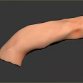 Medical Device 3D Anatomical Model of Human Organ with Tubular Structure and Red Internal Texture