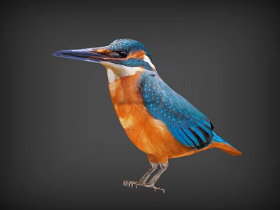 bird kiwi lark woodpecker bluebird 3d model