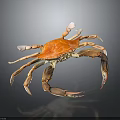Orange and Brown Crab With Large Claws Long Legs And Reflection On Dark Background