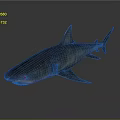Realistic Shark 3D Model Featuring Sharp Fins Gray Blue Color and Detailed Texture