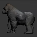Realistic Gorilla 3D Model with Detailed Fur and Muscular Build on Gray Background