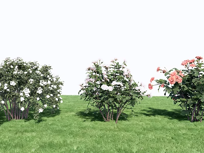 Colorful Flowering Bushes With White Pink White And Pink Blooms On Green Grass 3d model