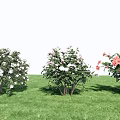 Colorful Flowering Bushes With White Pink White And Pink Blooms On Green Grass