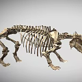 Reptile Skeleton With Complete Bone Structure And Scientific Exhibition Display Features 3d model