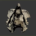 Detailed Bird Skull Anatomical Model Medical Device with Gray Background and Reflection